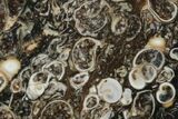 Polished Fossil Turritella Oval Cabochon #171314-1